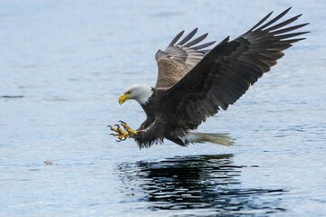 Bald eagles (Haliaeetus leucocephalus) in approach above the water, Campbell River, British...