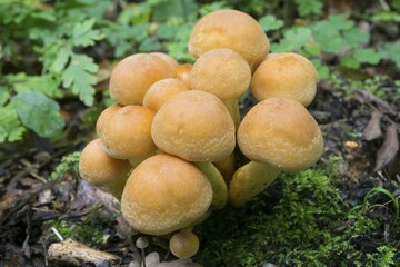 Stock sponge (Kuehneromyces), nature reserve Beversee, North Rhine-Westphalia, Germany, Europe