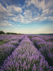 Fototapeta premium Picturesque scene of blooming lavender (lavandula) field. Beautiful purple pink flowers in warm summer sunset light. Vertical view, fragrant plants blossoms in the meadow