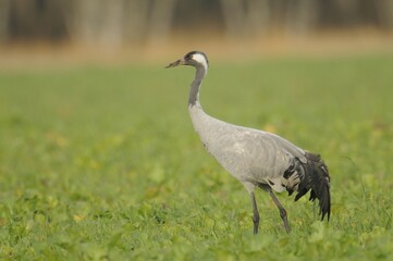 Crane (Grus grus) resting in the Diepholzer Moorniederung nature reserve, Lower Saxony, Germany, Europe