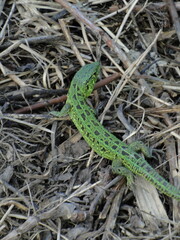 lizard on the grass