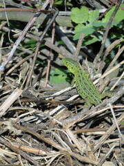 green lizard on the stone