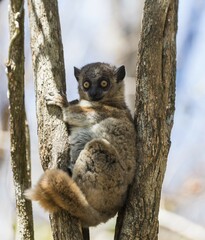 Red-tailed Sportive Lemur (Lepilemur ruficaudatus), Zombitse-Vohibasia National Park, Madagascar, Africa