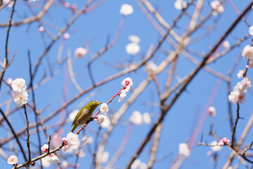 梅の花とメジロ