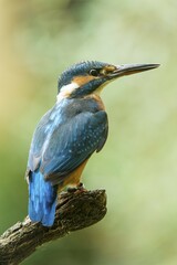 Kingfisher (Alcedo atthis), Germany, Europe