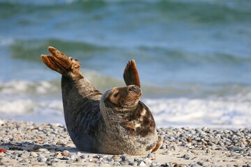 Grey seal (Halichoerus grypus), Heligoland, Schleswig-Holstein, Germany, Europe © Marc Schmerbeck/imageBROKER
