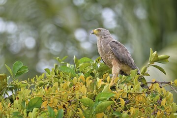 Perched Roadside hawk (rupornis magnirostris), Corozal District, Belize, Central America