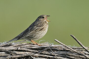 Corn Bunting (Miliaria calandra)