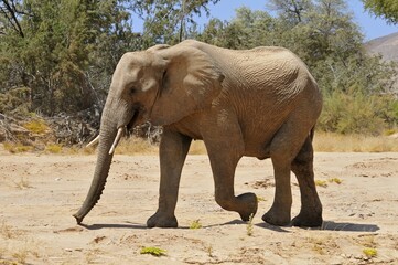 Fototapeta premium Young bull of the rare Namibian Desert Elephant (Loxodonta africana), Hoanib River, Namib Desert, Kaokoland, Kaokoveld, Kunene regionNamibia