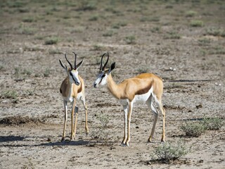 Springboks (Antidorcas marsupialis), near Okaukuejo, Etosha National Park, Namibia, Africa