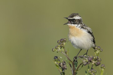 Whinchat (Saxicola rubetra)
