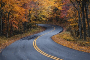 Fototapeta premium A winding road in beautiful woods surrounded by green leaves