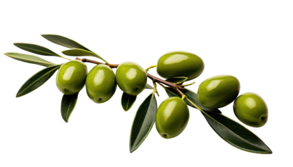 Olive branch isolated on transparent background
