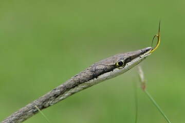 Mexican Vine Snake (Oxybelis aeneus), darting its tongue, Corozal District, Belize, Central America