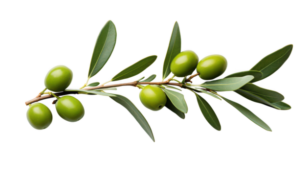 Olive branch isolated on transparent background
