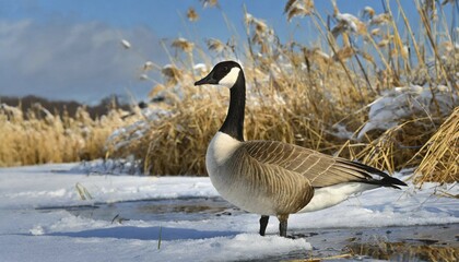 KI generated, animal, animals, bird, birds, biotope, habitat, one, individual, water, ice, snow, winter, reed, blue sky, foraging, wildlife, seasons, canada goose (Branta canadensis), goose, geese, goose bird
