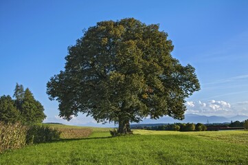 Obraz premium Old Lime Tree (Tilia), near Egling, Bavaria, Germany, Europe