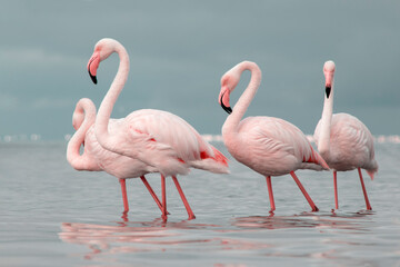 African wild birds. A flock of great flamingos on the blue lagoon against the bright sky