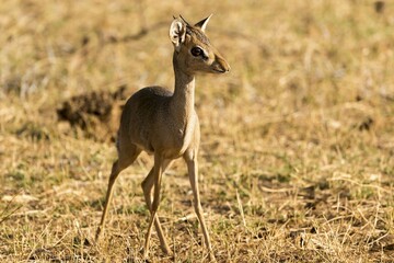 Günther's dik-dik (Madoqua guentheri), Samburu National Reserve, Kenya, Africa