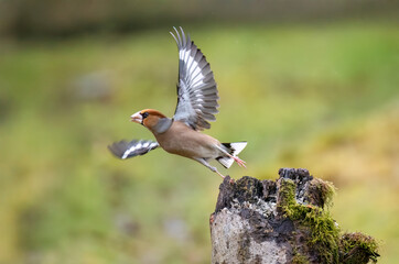 Kernbeißer (Coccothraustes coccothraustes)