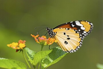 Plain Tiger or African Monarch butterfly (Anosia chrysippus) feeding on flower