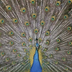 Obraz premium Peacock, male, courting (Pavo cristatus)