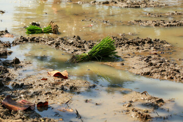 female farmer plants rice on a sunny day in rural Thailand.