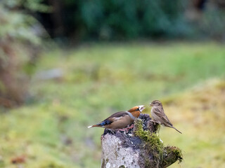 Kernbeißer (Coccothraustes coccothraustes)  Haussperling (Passer domesticus)