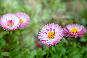 Fototapeta premium Beautiful close-up of pink daisy flowers in a vibrant outdoor garden