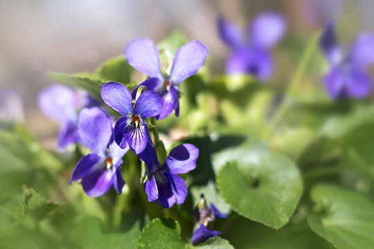 Close-up photograph of vivid purple wildflowers blooming in lush green foliage