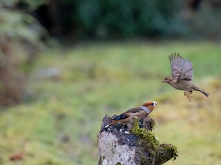 Kernbeißer (Coccothraustes coccothraustes)  Haussperling (Passer domesticus)