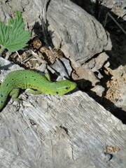 green lizard on a branch
