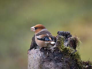 Kernbeißer (Coccothraustes coccothraustes)