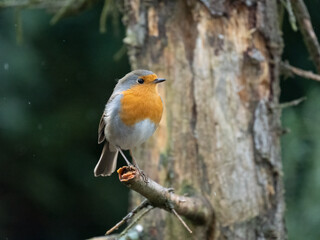 Rotkehlchen (Erithacus rubecula)