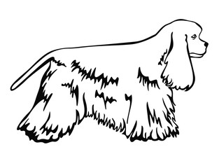 American Cocker Spaniel Dog Standing Side View Isolated Vector Line Art