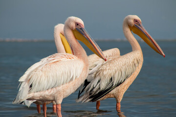 African wild birds. Great pelicans on the blue lagoon on a summer morning