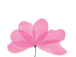Pink flower painted with watercolor. Spring flower.