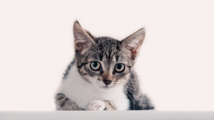 kitten tabby looking attentively on a white background