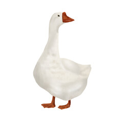 White domestic goose. Watercolor digital illustration. Cute farm bird isolated on white background. Easter, spring, village and farming theme, for kitchen