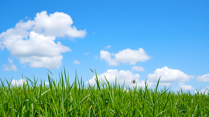Fototapeta premium Green grass and blue sky with white clouds