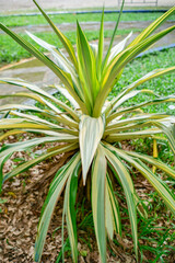 A tropical ornamental plant with long, variegated leaves in shades of green and cream, growing in a garden. The fresh foliage stands out against a natural background of grass and fallen leaves.