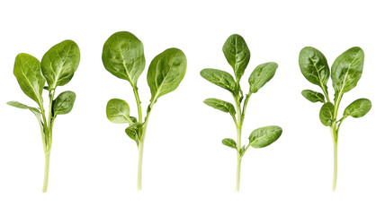 Obraz premium Fresh spinach leaves displayed on a white background, showcasing different varieties and freshness levels in the kitchen