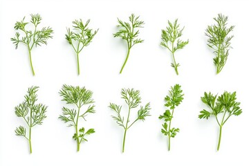 A top view of fresh green dill isolated on a white background