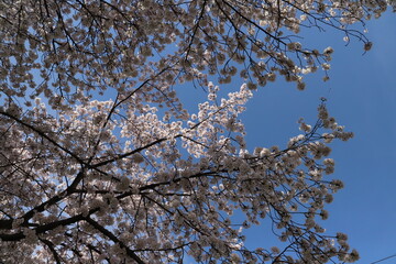 日本の春の公園に咲くピンク色のソメイヨシノの桜の花