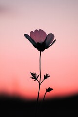 Obraz premium Silhouette of a Flower at Sunset: A Stunning Pink and Black Floral Image