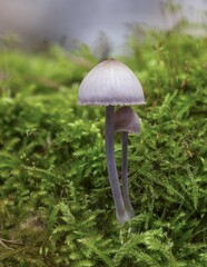 Nitrous Bonnet (Mycena leptocephala), inedible, Mönchbruch Nature Reserve, Rüsselsheim, Hesse, Germany, Europe