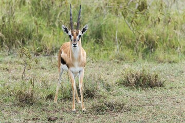 Thomson's gazelle (Eudorcas thomsonii), Lake Nakuru National Park, Kenya, Africa