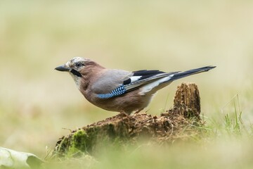 Jay (Garrulus glandarius), Masuria, Poland, Europe