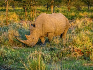 White Rhinoceros (Ceratotherium simum) grazing in the morning light, Ongaya Game Reserve, Outja,...