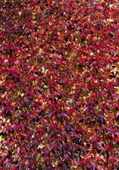 Japanese creeper (Parthenocissus tricuspidata), in autumn colors, growing on a wall, Germany, Europe